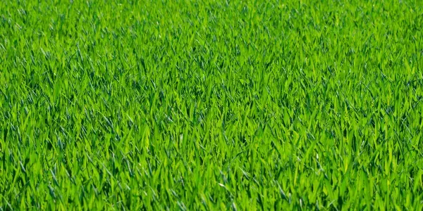 green-grass